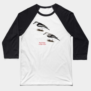 Pied Triller | Lalage nigra ⚥ Baseball T-Shirt